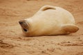 Grey seal pup Royalty Free Stock Photo