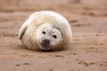 Grey Seal Pup Royalty Free Stock Photo