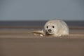 Grey Seal Pup Royalty Free Stock Photo