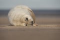Grey Seal Pup Royalty Free Stock Photo