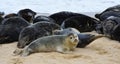Grey Seal Pup with adult seals behind at Horsey Gap Norfolk. Royalty Free Stock Photo