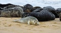 Grey Seal Pup with adult seals behind at Horsey Gap Norfolk. Royalty Free Stock Photo