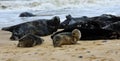 Grey Seal Pup with adult seals behind at Horsey Gap Norfolk. Royalty Free Stock Photo