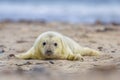 Grey seal pup on beach Royalty Free Stock Photo