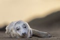 Grey Seal pup on the beach at sunrise, Norfolk, UK. Royalty Free Stock Photo