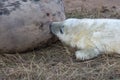 Grey Seal Pup Feeding Royalty Free Stock Photo
