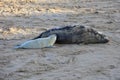 Grey Seal Pup Feeding from Mother, Horsey, Norfolk, England Royalty Free Stock Photo