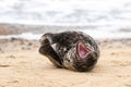 Grey seal pup, Halichoerus grypus, resting on sand beach and yawning, UK Royalty Free Stock Photo