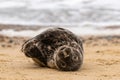 Grey seal pup, Halichoerus grypus, resting on sand beach and yawning, UK Royalty Free Stock Photo
