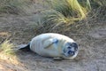 Grey Seal Pup, Horsey, Norfolk, England