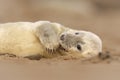 Grey Seal pup looking cute on the beach in Norfolk, UK. Royalty Free Stock Photo