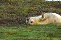 Grey seal pup lying on back and waving flipper at Donna Nook, Lincolnshire Royalty Free Stock Photo