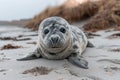 Grey seal pup lying on the beach Royalty Free Stock Photo