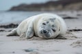 Grey seal pup lying on the beach Royalty Free Stock Photo