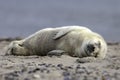 Grey seal pup Royalty Free Stock Photo