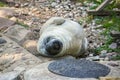 Grey seal pup lying on the ground. Royalty Free Stock Photo