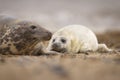 Grey Seal pup & mother on the beach in Norfolk, UK. Royalty Free Stock Photo