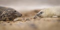 Grey Seal pup & mother on the beach in Norfolk, UK. Royalty Free Stock Photo