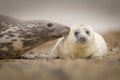 Grey Seal pup & mother on the beach in Norfolk, UK. Royalty Free Stock Photo