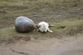 Grey Seal pup with mother at Donna Nook Nature Reserve in Lincolnshire Royalty Free Stock Photo