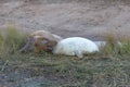 Grey Seal pup with mother. Royalty Free Stock Photo