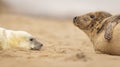 Grey Seal pup and mum on the beach in Norfolk, UK. Royalty Free Stock Photo