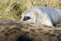 Grey seal pup peeping Royalty Free Stock Photo