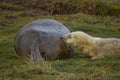 Grey seal pup suckling from mother at Donna Nook, Lincolnshire Royalty Free Stock Photo