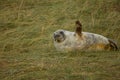 Grey seal pup waving flipper in the sand dunes at Donna Nook, Lincolnshire