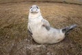 Grey seal puppy while looking at you Royalty Free Stock Photo