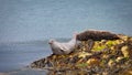 grey seal is resting on a rock