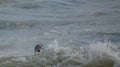 Grey Seal riding the crest of a wave in Horsey Bay Norfolk on a beautiful summers day