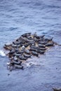 Grey Seal rookery