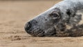 Grey Seal on a sandy beach. Royalty Free Stock Photo