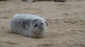 Grey Seal Selkie about to shed its skin and walk as a human