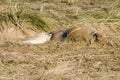 Grey seal suckling from its mother Royalty Free Stock Photo
