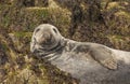 Grey seal sunbathing on the rocks Royalty Free Stock Photo