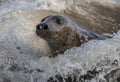 Grey Seal in the surf. Royalty Free Stock Photo