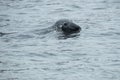 Grey Seal - Halichoerus grypus Royalty Free Stock Photo