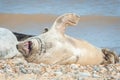 Grey seal yawning Royalty Free Stock Photo