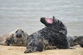 Grey seal on Horsey Beach, Norfolk Royalty Free Stock Photo