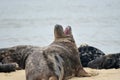 Grey seal on Horsey Beach, Norfolk Royalty Free Stock Photo