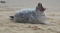 Grey Seal Yawning on the Beach Royalty Free Stock Photo