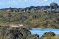 Grey Seal at Ytri Tunga Beach, Snaefellsnes Peninsula Iceland Royalty Free Stock Photo