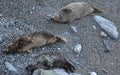 Sleeping Grey Seals lying on the beach Cornwall UK Royalty Free Stock Photo