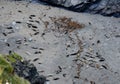 Grey Seals lying on the beach Cornwall UK Royalty Free Stock Photo