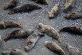 Close up Grey Seals lying on the beach Cornwall UK Royalty Free Stock Photo