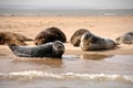 Grey Seals, Blakeney Point, Norfolk, UK Royalty Free Stock Photo