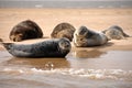 Grey Seals, Blakeney Point, Norfolk, UK Royalty Free Stock Photo