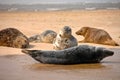 Grey Seals, Blakeney Point, Norfolk, UK Royalty Free Stock Photo